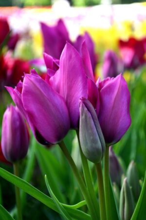 Лале четворно лилаво нощен клуб 4 - 5 цвята от една луковица - Tulip Night Club