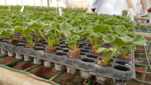Мушкато кичесто висящо вкоренени щеклинги 100 броя в таринка - Pelargonium zonale Rooted cuttings