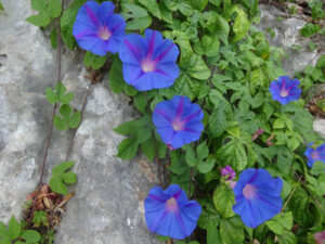 Грамофонче божествено синьо най-едроцветното увивно - Ipomoea Heavenly blue Грамофонче божествено синьо най-едроцветното увивно - Ipomoea Heavenly blue