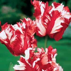 Лале удивително екзотично красиво и едроцветно - Tulip Estella Rijnvelt