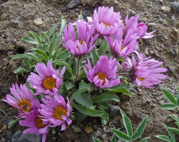 Астер за цветен килим студоустойчив за градини и алпинеуми - Aster coloradoensis (Colorado aster)