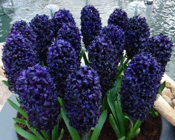 Зюмбюл Трофей един от най-тъмно сините - Hyacinth blue trophy