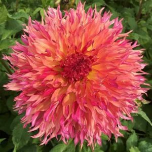 Далия Мъртъл 20 см. цвят на залязващо слънце - Dahlia Myrtle's Folly Далия Мъртъл 20 см. цвят на залязващо слънце - Dahlia Myrtle's Folly