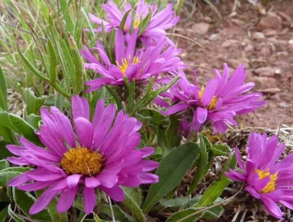 Астер за цветен килим студоустойчив за градини и алпинеуми - Aster coloradoensis (Colorado aster)