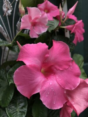 Дипладения увивна за слънце розова - Dipladenia pink