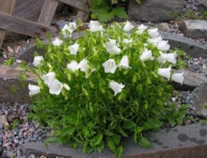 Кампанула алпийска почвопокривна бяла зимоустойчива - Campanula cochlerifolia Alpine white breeze