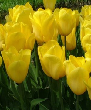 Лале Масивно злато устойчиво на болести - Tulip strong gold