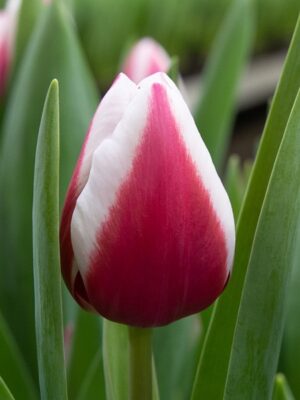 Лале елегантно двуцветно тъмно червено с бял кант - Tulip Crossover