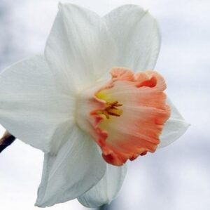 Нарцис розов чар носител на награда с огромен 9 см. цвят - Narcissus Pink charm (large0cupped Daffodil)