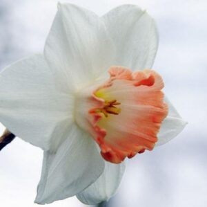 Нарцис розов чар носител на награда с огромен 9 см. цвят - Narcissus Pink charm