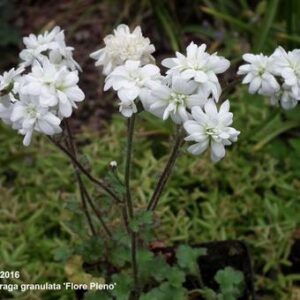 Саксифрага вечнозелена за алпинеуми многогодишна бяла кичеста - Saxifraga flore pleno
