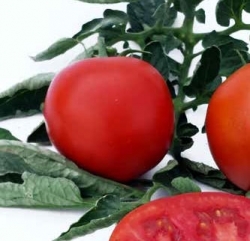 Домат устойчив на болести с тегло 350-400 грама Колосео F1 - Tomato ex SAT 16156 F1