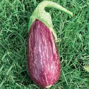 Патладжан супер продуктивен и без горчивина - Eggplant Rania F1