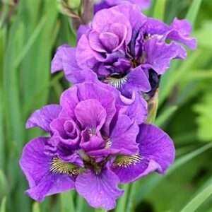 Най-кичестият ирис Двоен стандарт в лилаво-розово - Iris sibirica Double Standart Най-кичестият ирис Двоен стандарт в лилаво-розово - Iris sibirica Double Standart