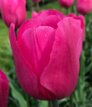 Наградено лале Дон Кихот с огромен наситено розов цвят - Tulip Don Quichotte