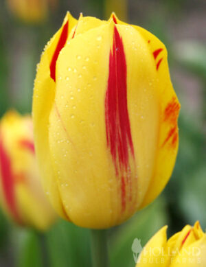 Лале Вашингтон като нарисувано от художник - Tulip Washington