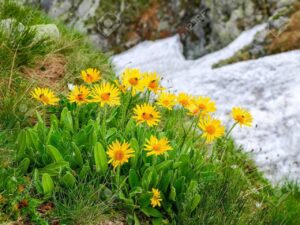 Арника една от най-известните билки в хомеопатията - Arnica montana (Mountain Tabacco)