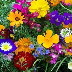 Цветя смес увивни и катерливи за Вашия балкон и огради - Balcony flowers