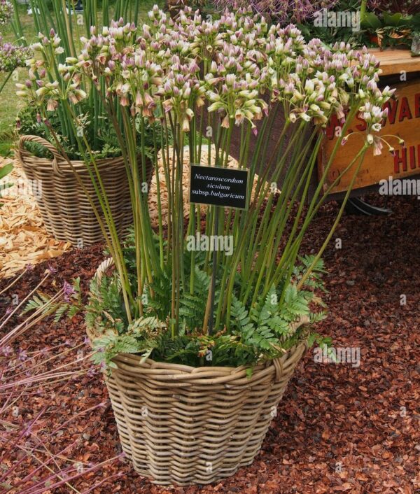 Самардала Многогодишен меден чесън нектароскордум - Allium Nectaroscordum