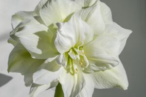 Кичест бял Амарилис Мерилин с едър цвят и здраво стъбло - Amaryllis double white Marylin