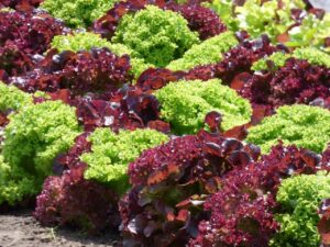 Смес от различни сортове зелени и червени салатки - Lettuce mix of varieties