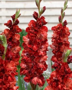 Гладиол Уфа с къдрави ярко червени цветове - Gladiolus Ufa Гладиол Уфа с къдрави ярко червени цветове - Gladiolus Ufa