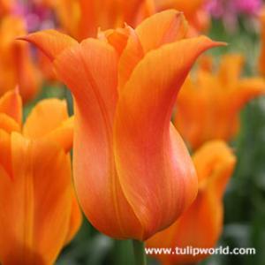 Най-ароматното лилиевидно лале Балерина - Tulip Ballerina