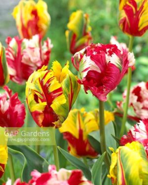 Лале колекция красивите папагали - Tulip Estella and Texas flame mix