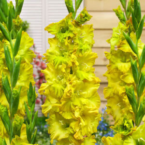 Гладиол Блитц с къдрави жълто зелени цветове - Gladiolus blitz