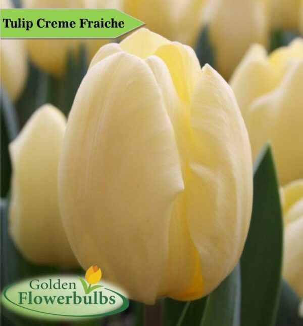 Лале фреш от лимон - Tulip creme fraiche