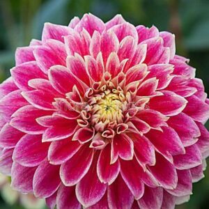 Далия храм на красотата - Dahlia temple of beauty Далия храм на красотата - Dahlia temple of beauty