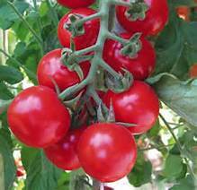 Домат чери ранен сорт Белини с брилянтно червен цвят при узряване - Bellini tomato