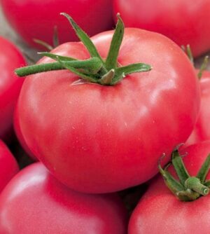 Домат едроплоден розов Фаворит с тегло на плода до 400 грама - Tomato Faworyt