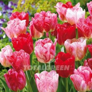 Супер ефектно лале с променящи се цветове - Tulip Hemisphere