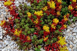 Седум почвопокривен и пълзящ за горещини слънце и суша семена - Sedum oreganum Седум почвопокривен и пълзящ за горещини слънце и суша семена - Sedum oreganum