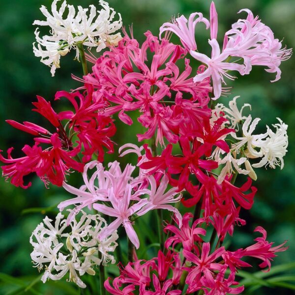 Многогодишно Нерине за слънце с екзотични цветове смес - Nerine bodwenii mix (Guernsey Lily)