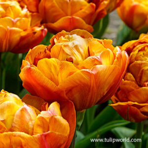 Лале Икона с кичест оранжев цвят - Tulip double late Icoon Лале Икона с кичест оранжев цвят - Tulip double late Icoon