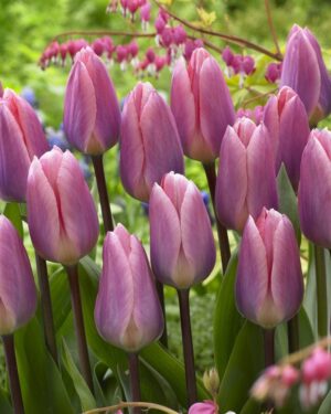 Неотразимо красиво лале с променящ се цвят светло сияние - Tulip light and dreamy