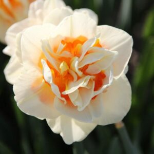 Нарцис ароматен кичест Отнесени от вихъра - Narcissus Flower drift