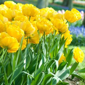 Лале Жълт кичесто помпон ароматно не изчезва - Tulip yellow pompenette Лале Жълт кичесто помпон ароматно не изчезва - Tulip yellow pompenette