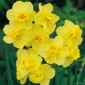 Нарцис ароматен не изчезва с тройни цветове - Narcissus yellow cheerfulness