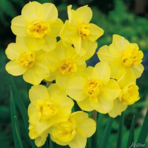 Нарцис ароматен не изчезва с тройни цветове - Narcissus Yellow cheerfulness 5