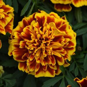 Тагетес сорт най-кичест и едроцветен за жеги 50 броя семена - Tagetes Bonanza Bee Тагетес сорт най-кичест и едроцветен за жеги 50 броя семена - Tagetes Bonanza Bee