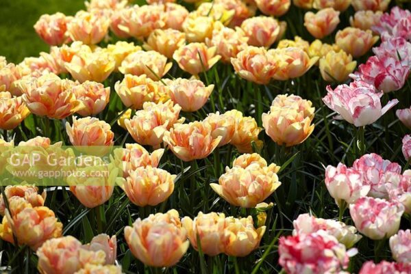 Лалета Фокстрот в цвят мармалад и бебешко розово - Tulip Foxtrot mix