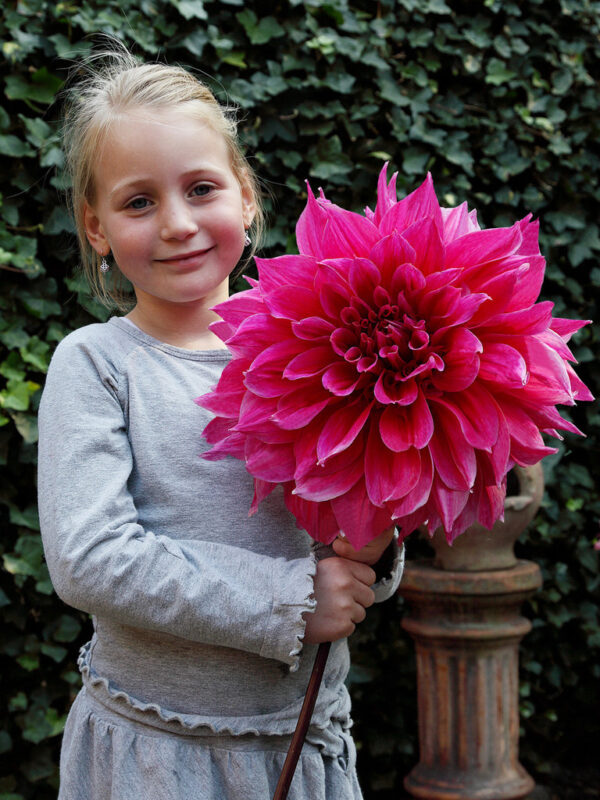 Далия гигант 30 - 35 см цвят и невероятно красива - Dahlia Emory Paul