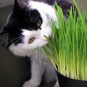 Трева за котки отглежда се целогодишно