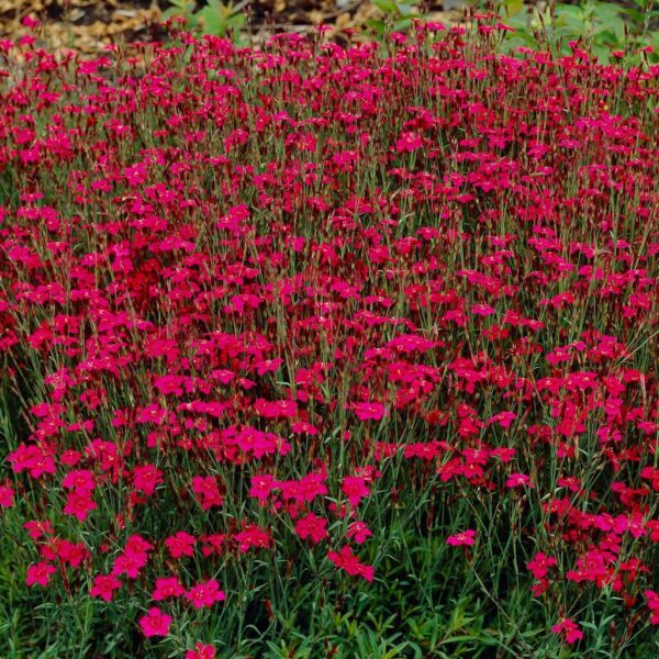 Карамфил многогодишен брилянтно червен не иска грижи - семена - Dianthus delthoides carmine red