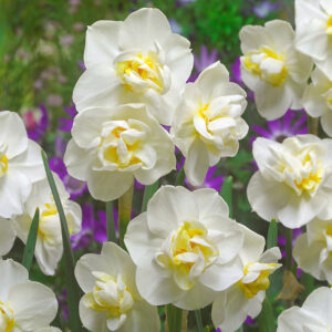 Нарцис силно ароматен и с тройни цветове - Narcissus white cheerfulness