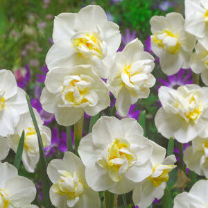 Нарцис Лъчезарност ароматен с тройни бели цветове - Narcissus white cheerfulness 3