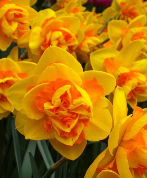 Нарцис ароматен с кичест 11 см. цвят не изчезва през годините - Narcissus Tahiti